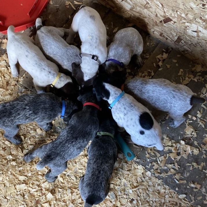 AKC German Shorthaired Pointer Puppies