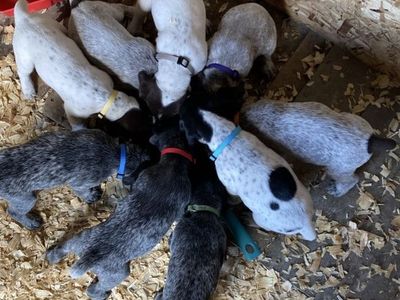 AKC German Shorthaired Pointer Puppies