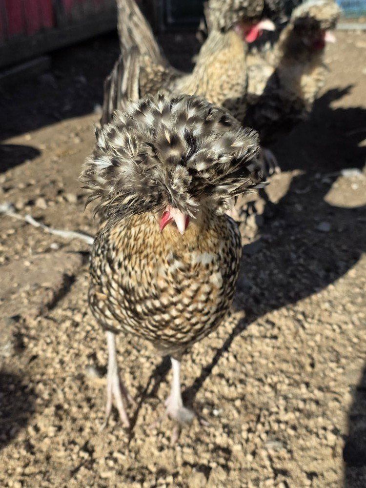 candy corn polish hatching eggs
