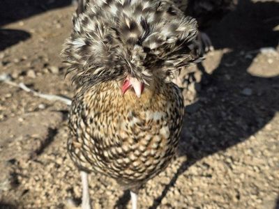 candy corn polish hatching eggs