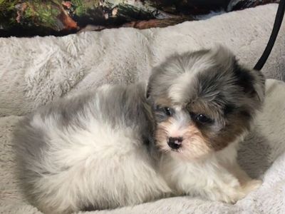 Tofu Blue Merle Parti Yorkie Puppy Yorkshire