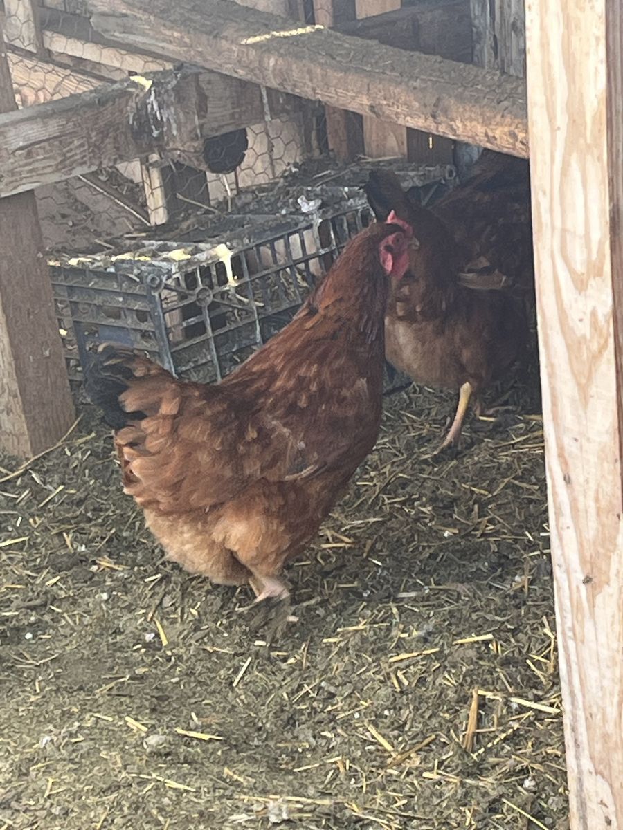 Instant Chicken Eggs 10 Month Old Hens