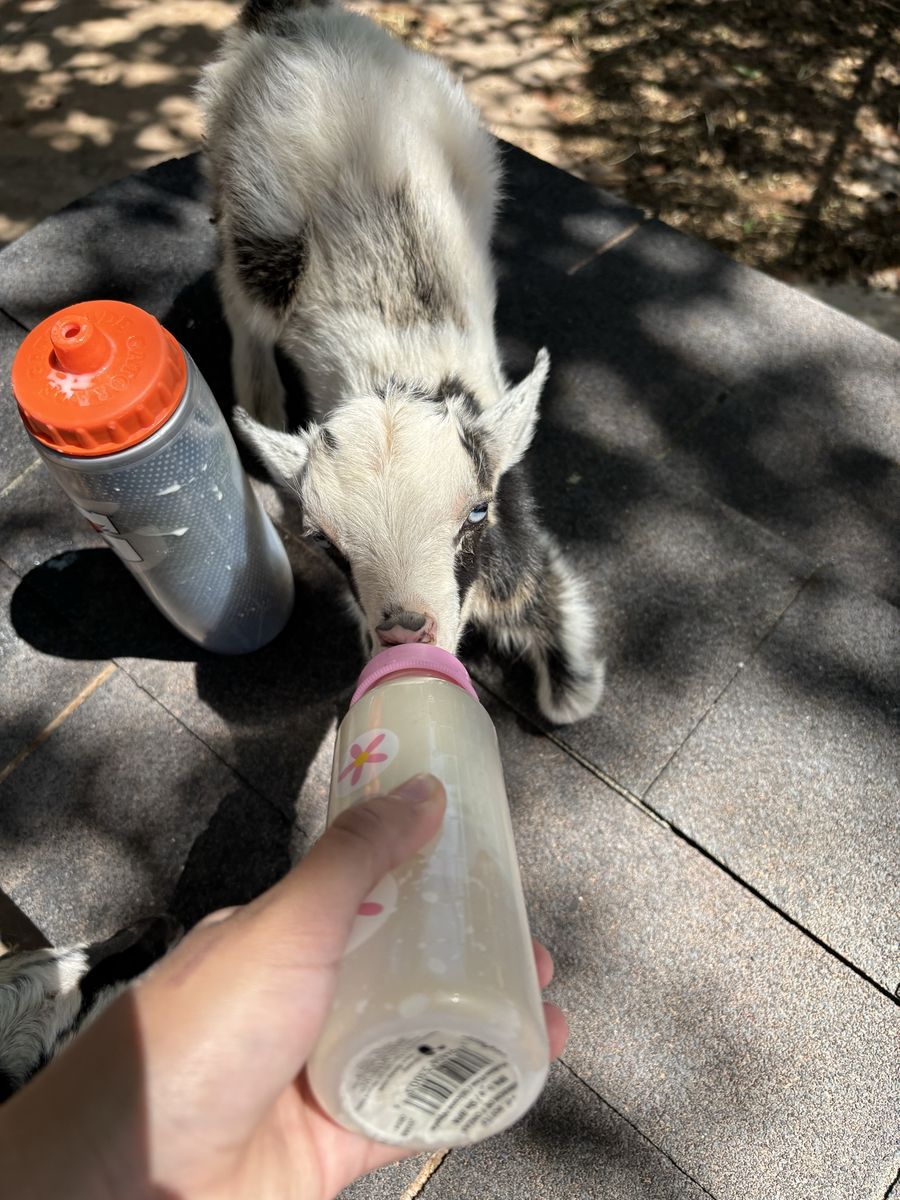 Two Nigerian dwarf bottle babies
