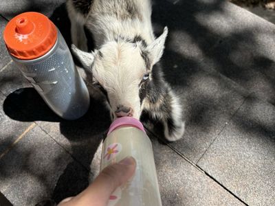 Two Nigerian dwarf bottle babies
