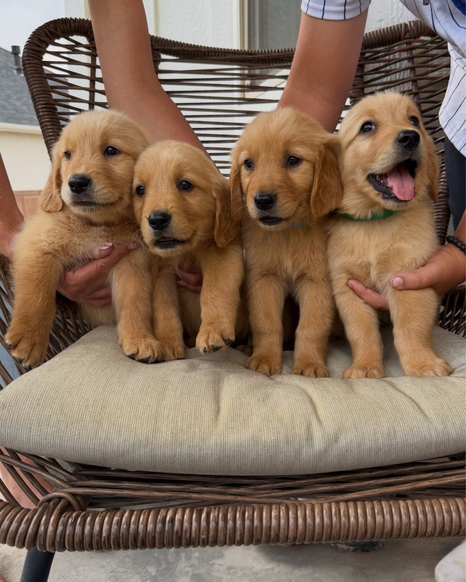AKC Registered Red Golden Retriever Puppies