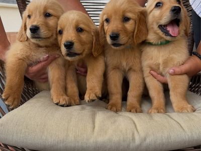 AKC Registered Red Golden Retriever Puppies