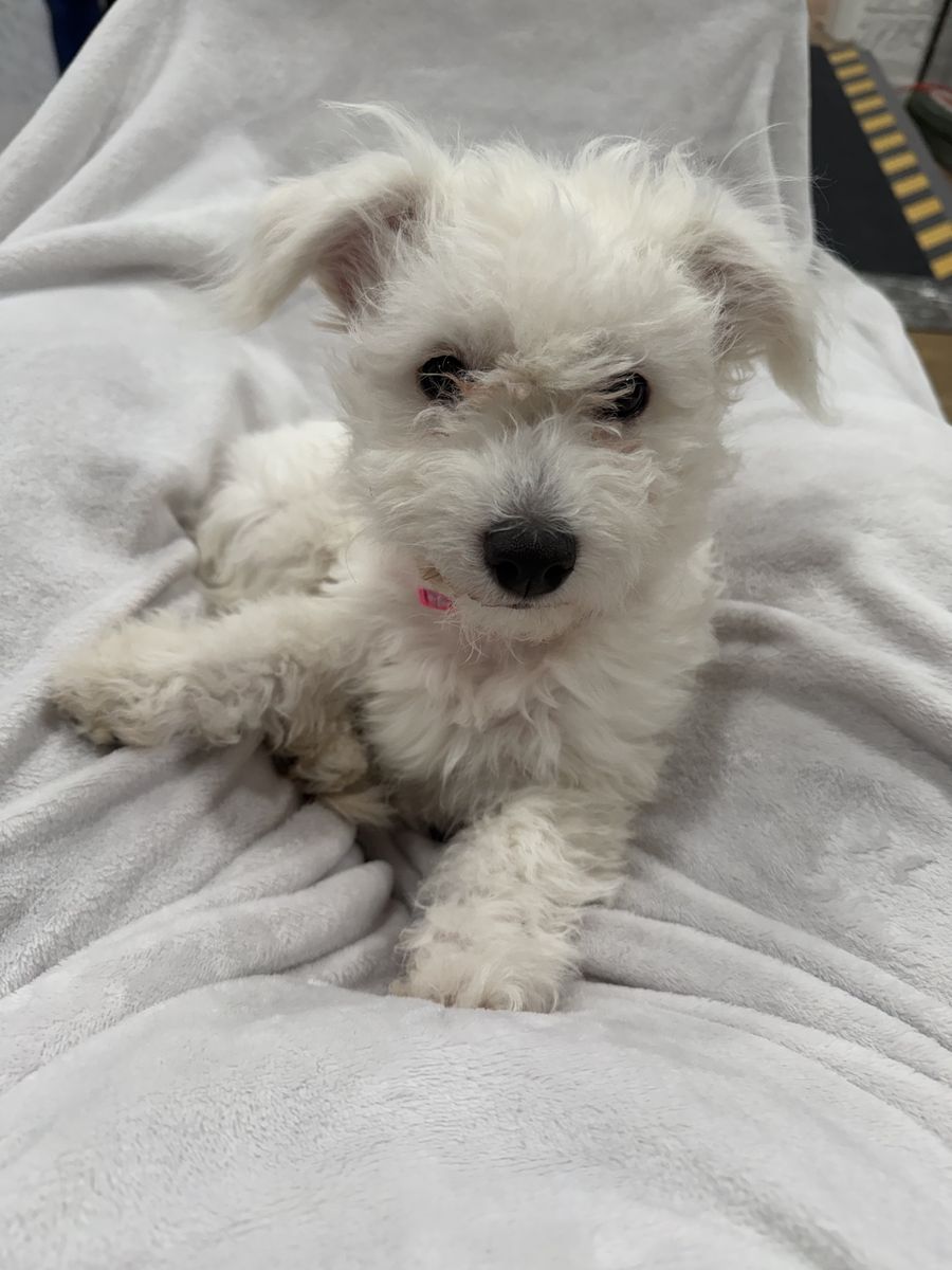 5 Month Bichon Frise
