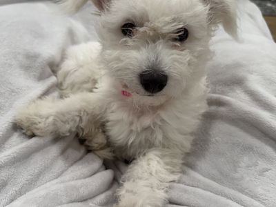 5 Month Bichon Frise