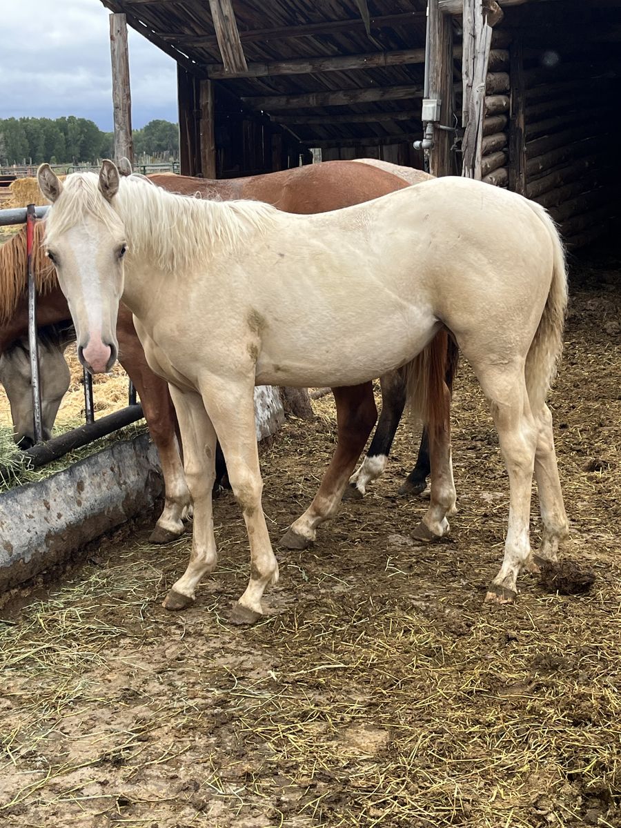AQHA yearling filly