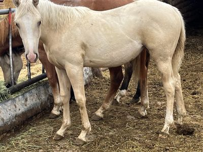 AQHA yearling filly