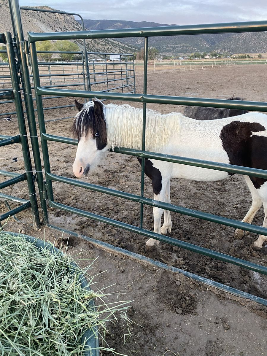 Paint pony