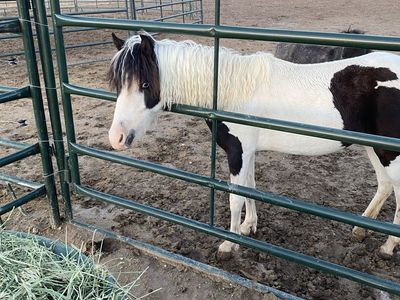 Paint pony