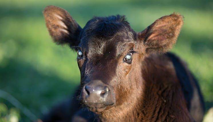 Got a blind calf? Shoot me a message!
