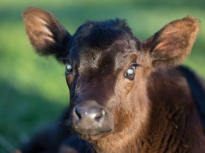 Got a blind calf? Shoot me a message!