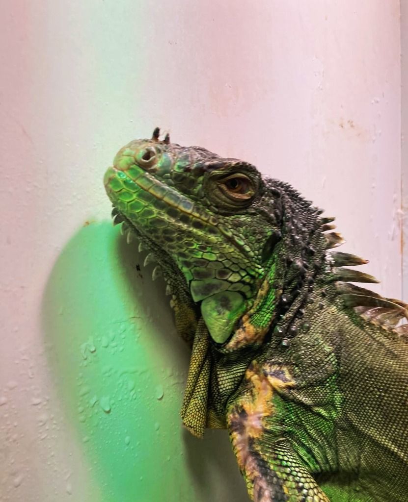 Ozzy the Green Iguana