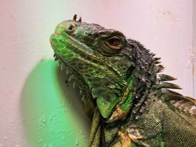 Ozzy the Green Iguana