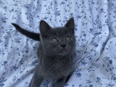Russian Blue Kitten