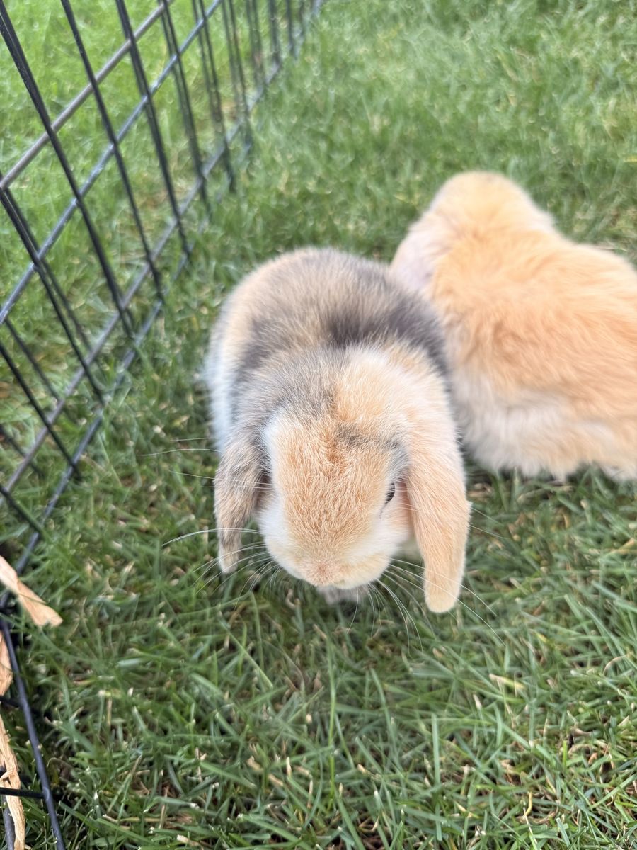 Purebred holland lop bunnies