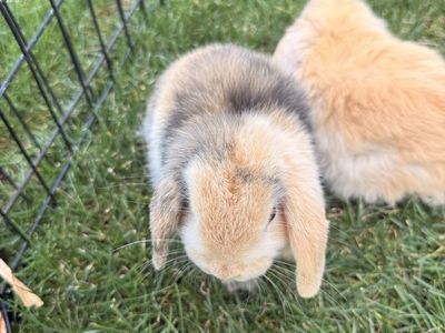 Purebred holland lop bunnies