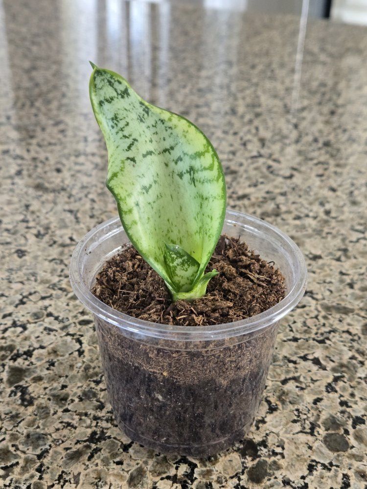 Sansevieria "Twister" Snake Plant