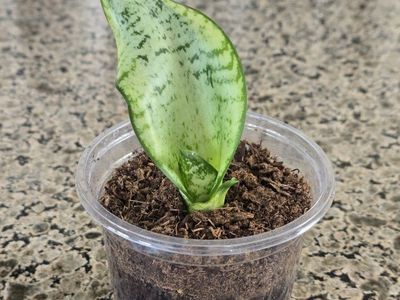 Sansevieria "Twister" Snake Plant