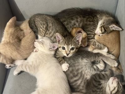 Kittens!!
