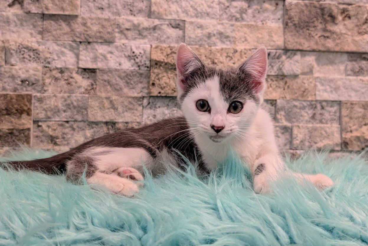 Gorgeous Kittens!!!