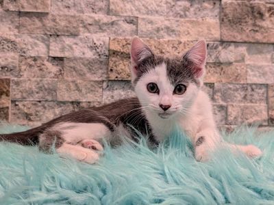 Gorgeous Kittens!!!