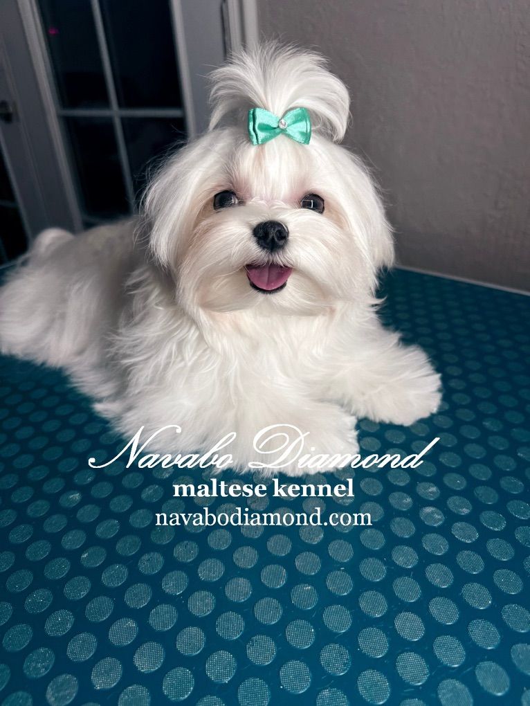 Boy Maltese For Sale!