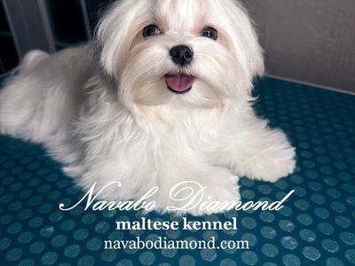 Boy Maltese For Sale!