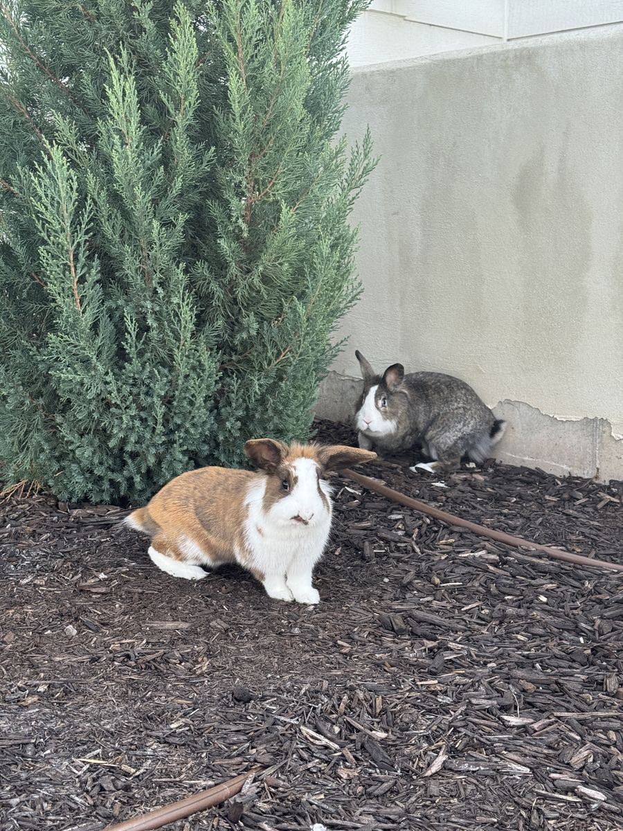 Two very sweet female bunnies-free to a good home