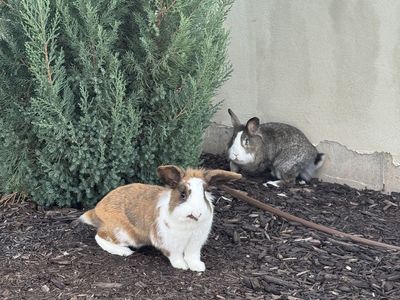 Two very sweet female bunnies-free to a good home