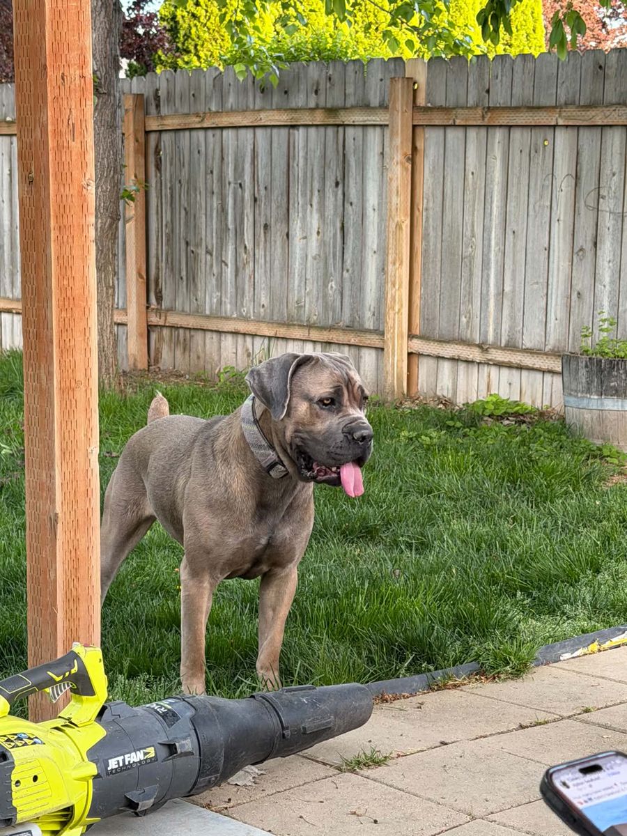 *****Cane Corso Puppies***** Family Raised!