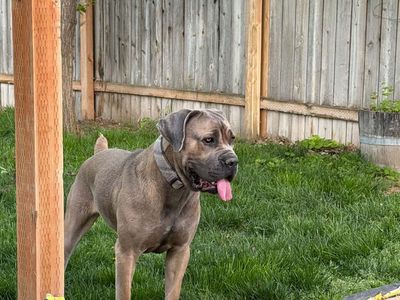 *****Cane Corso Puppies***** Family Raised!