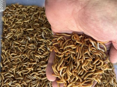 Live Mealworm Farm