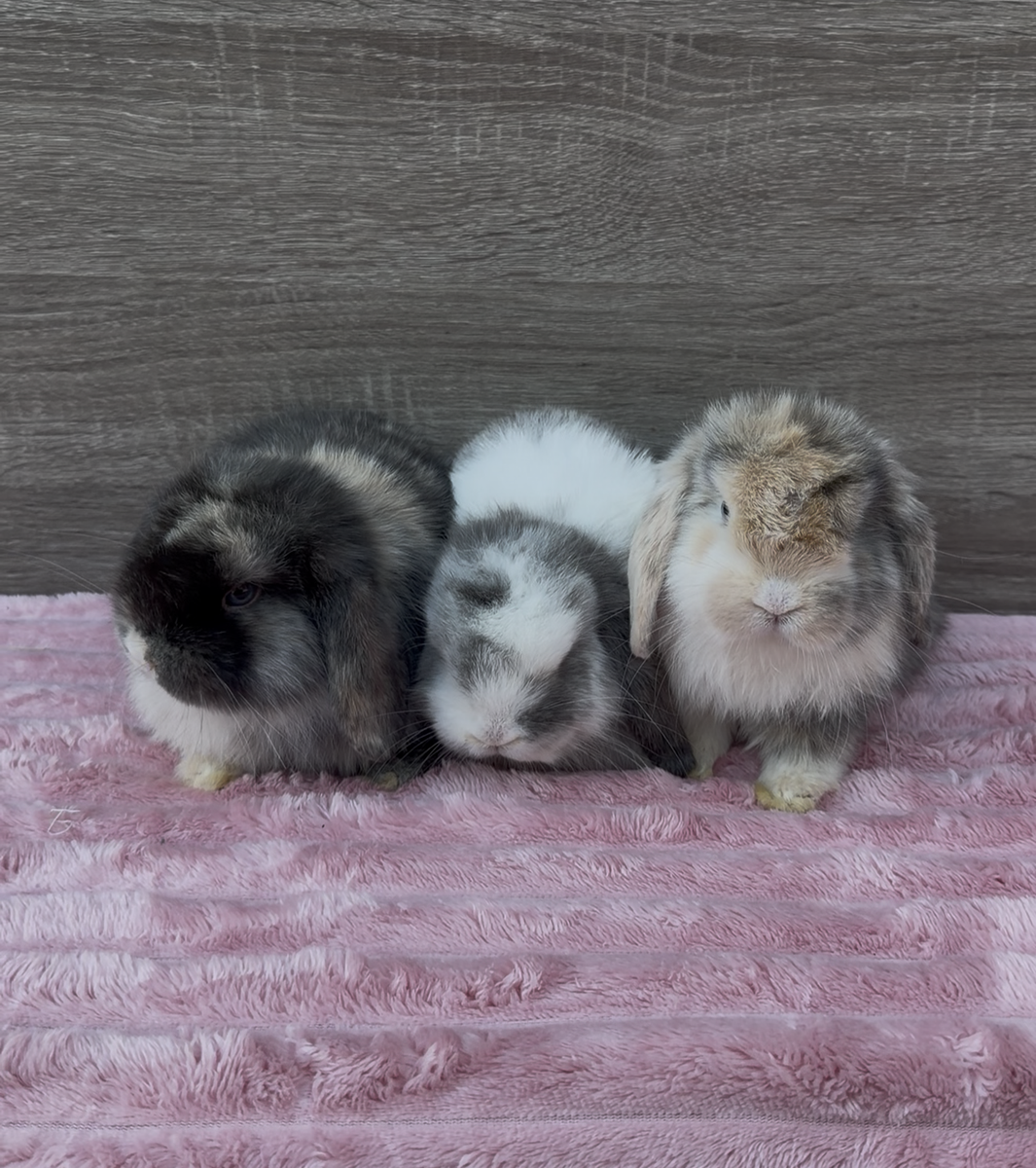 Adorable Holland Lops ready to reserve!