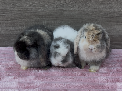 Adorable Holland Lops ready to reserve!