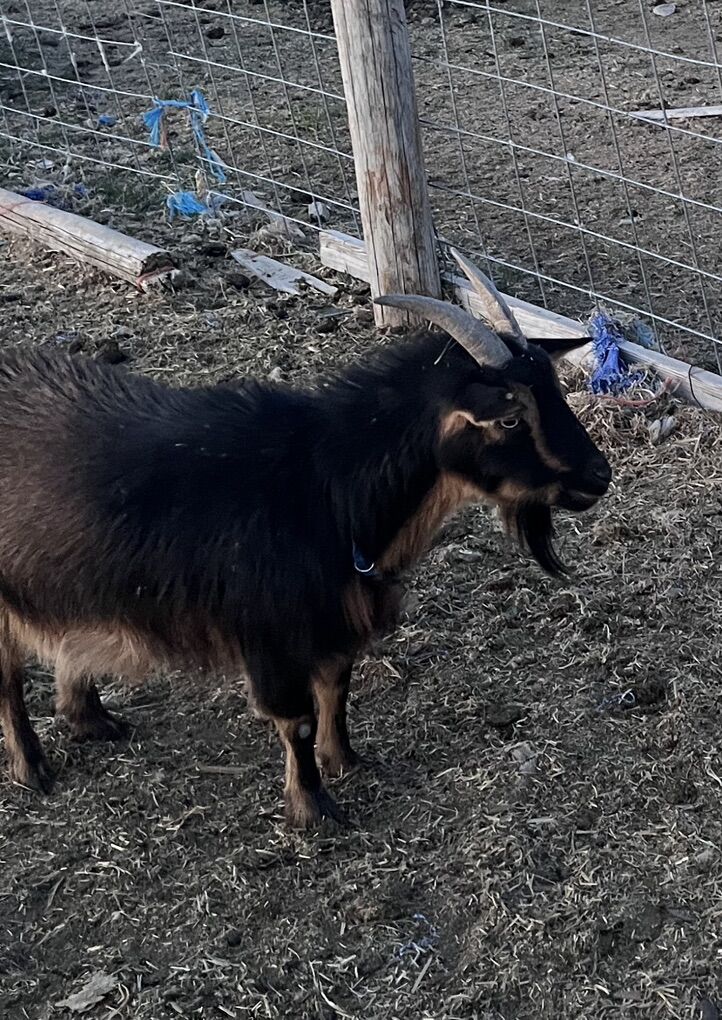 Nigerian Dwarf Doe Goat /tame