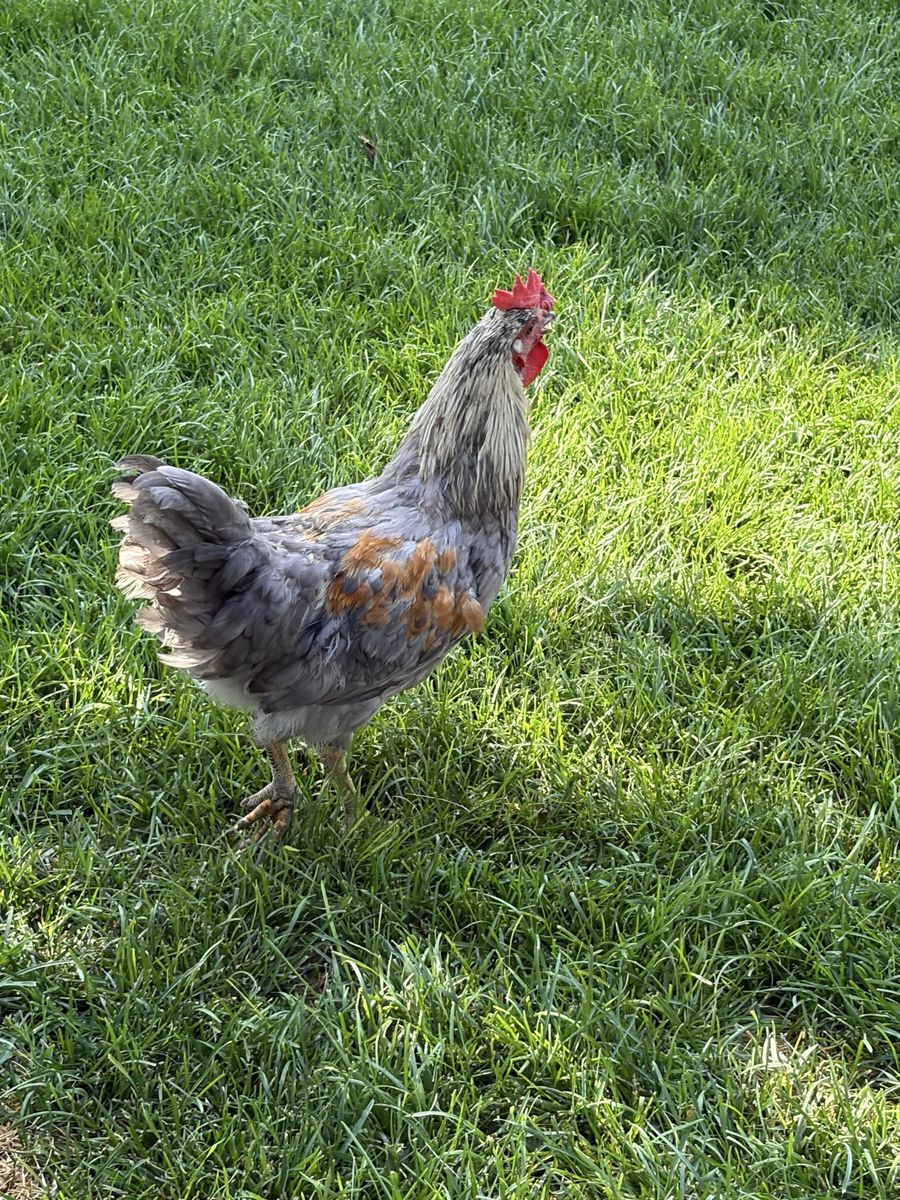 Roosters