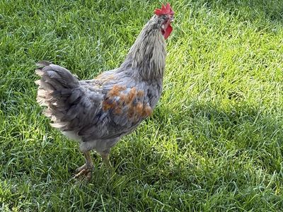 Roosters