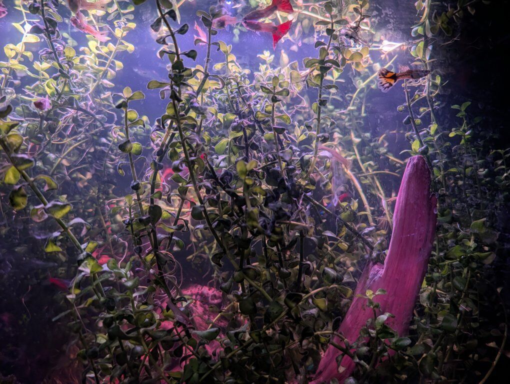 Fancy cobra guppies and aquarium plants