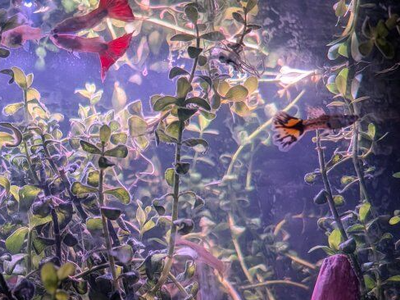 Fancy cobra guppies and aquarium plants