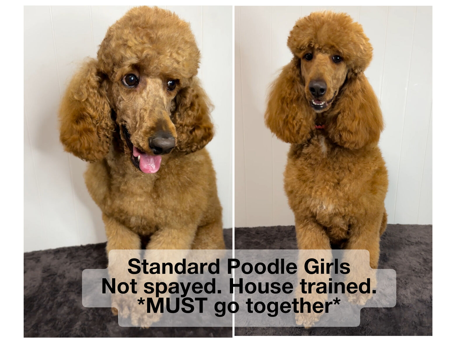 Standard Poodle Females Not Spayed