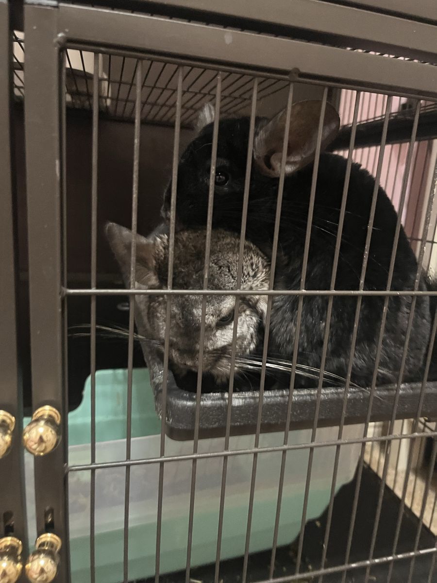 2 chinchillas + cage and accessories