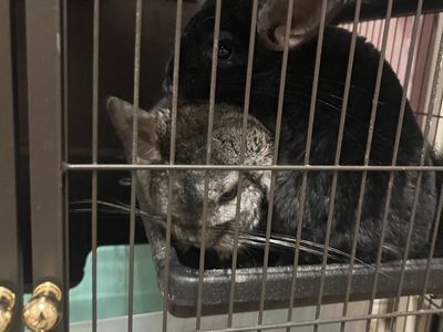 2 chinchillas + cage and accessories