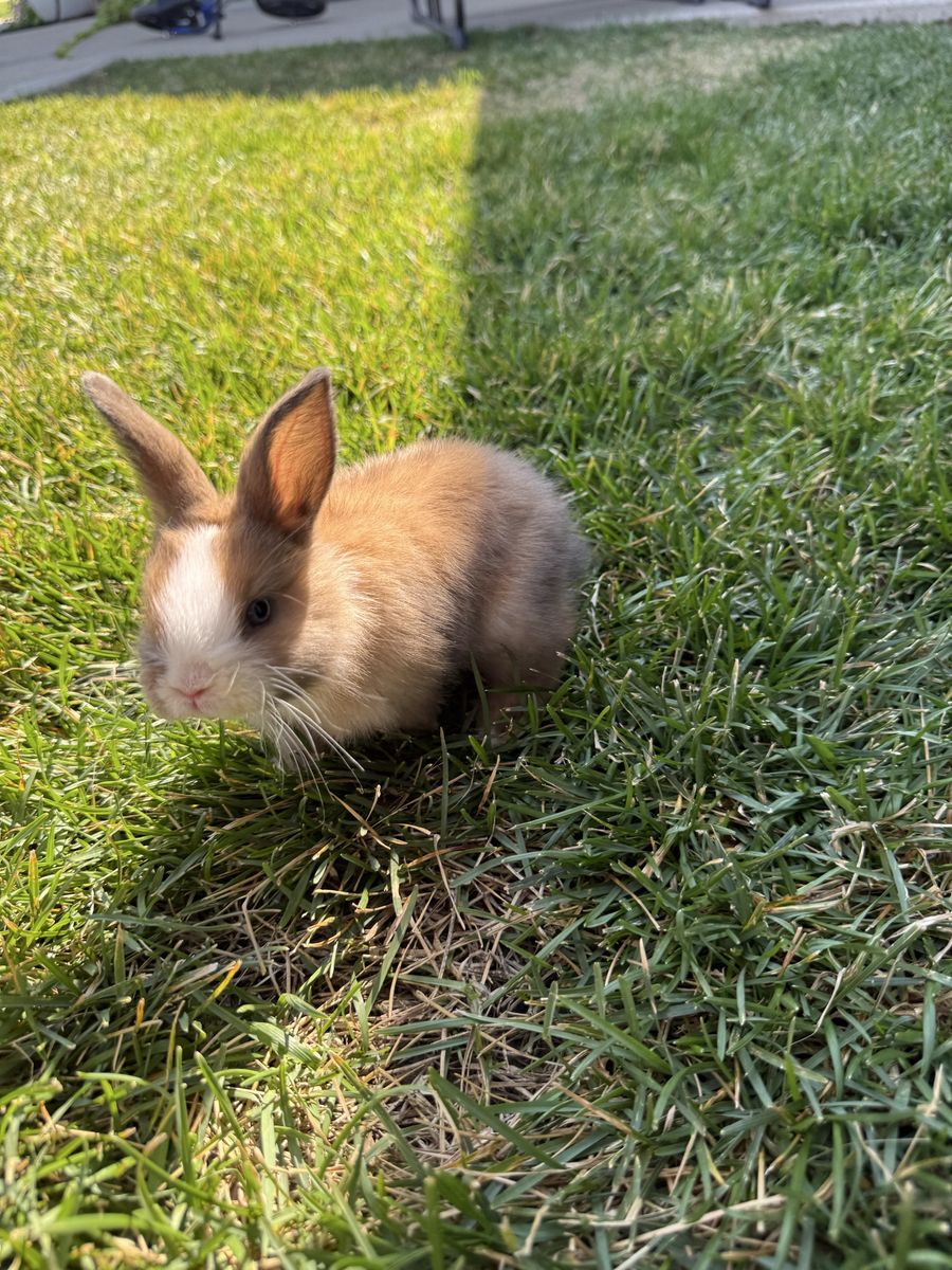 Baby Bunny