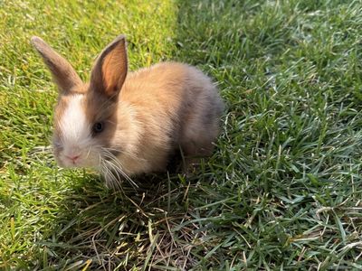 Baby Bunny
