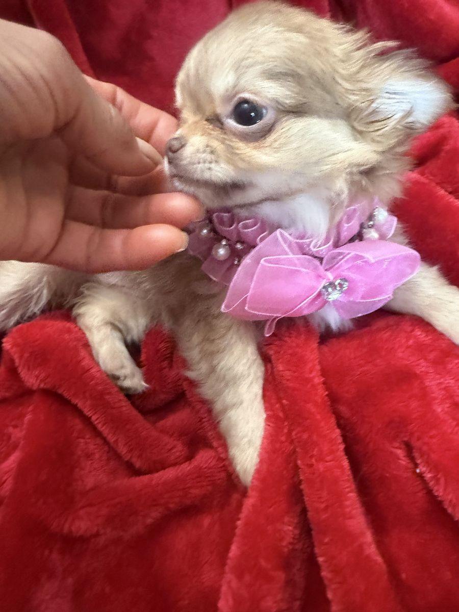 Female long-haired Chihuahua if you are interested in these baby girl, please let me know. I’ll be going to Utah and September 6