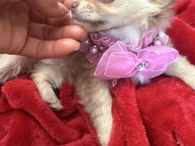 Female long-haired Chihuahua if you are interested in these baby girl, please let me know. I’ll be going to Utah and September 6