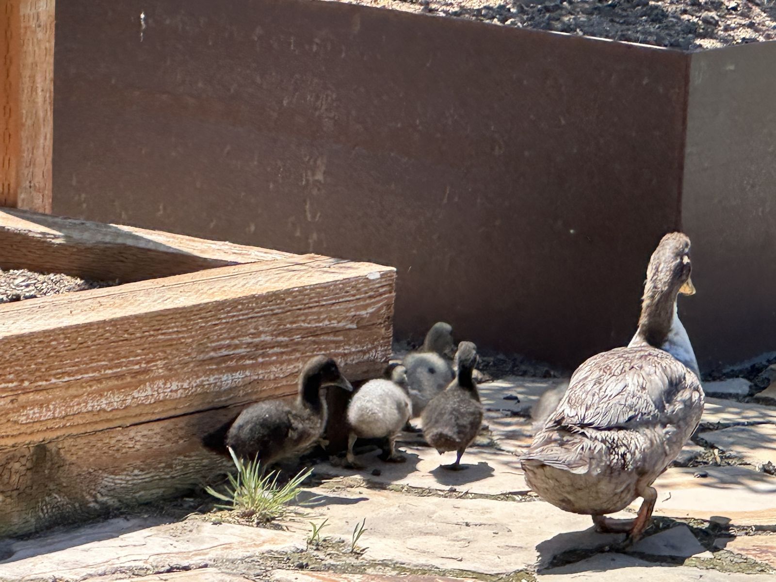 Ducklings for sale Cayuga-Swedish runners